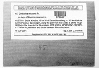 Dothidella mezerei image